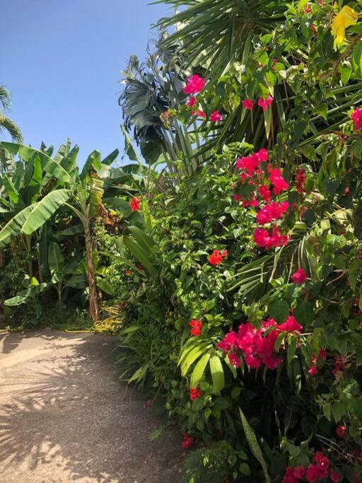 Secteur Prise, Bungalow Corail, Residence Casa Boubou Sainte-Anne  Zewnętrze zdjęcie